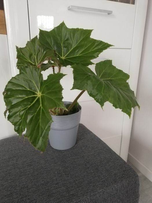 Begonia Ricinifolia Immense sadzonka