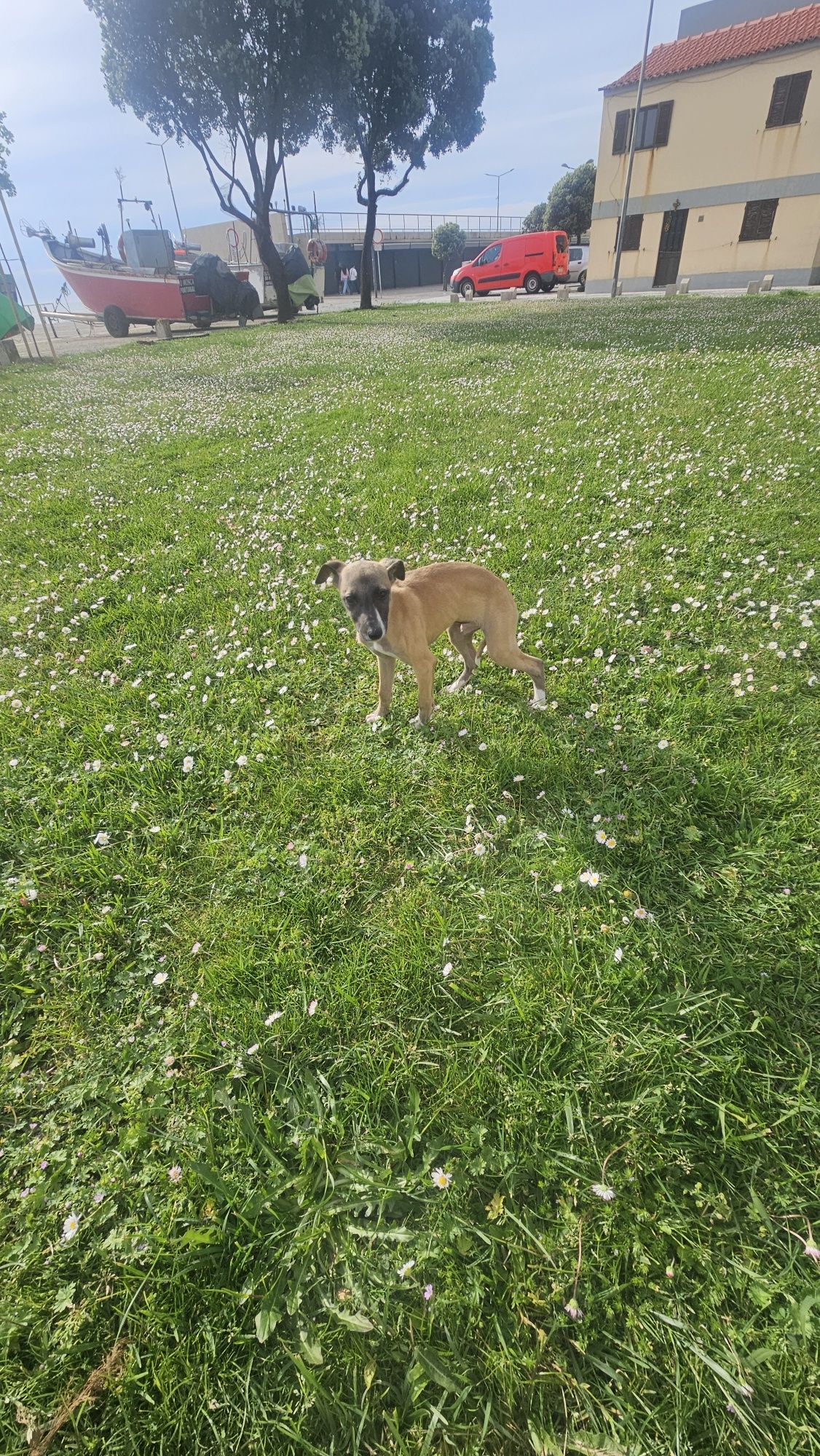 Galgo whippet macho