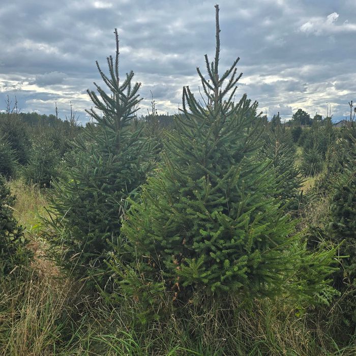 Choinki, świerk pospolity, srebrny, serbski