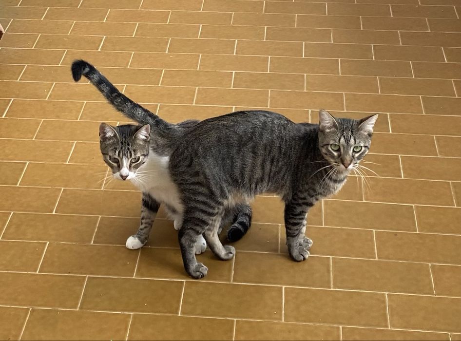 Gatinhos para adoção responsável