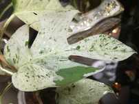 Epipremnum Pinnatum Marble Variegata Indonesian monstera REZERWACJA