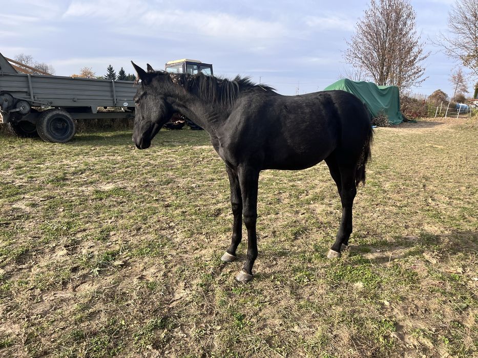 Klacz małopolska 2025