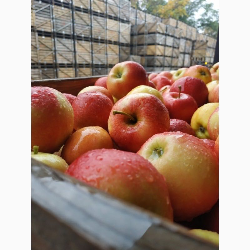 Продам яблука, новий врожай