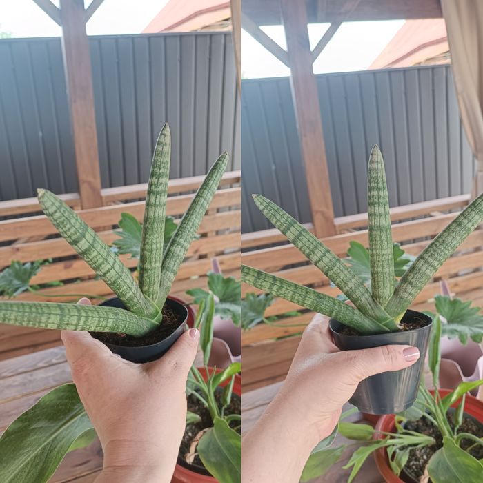 Сансівєрія Moonshine, Cylindrica Skyline, Spiral Star