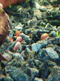 Zatoczek Różowy ślimak na glony i resztki pokarmu