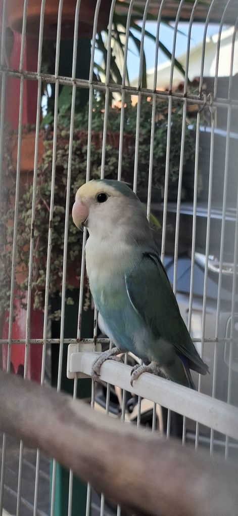 2 casais de Rossicolis