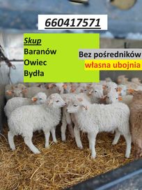 Skup Baranów Owiec Kóz Cała PL