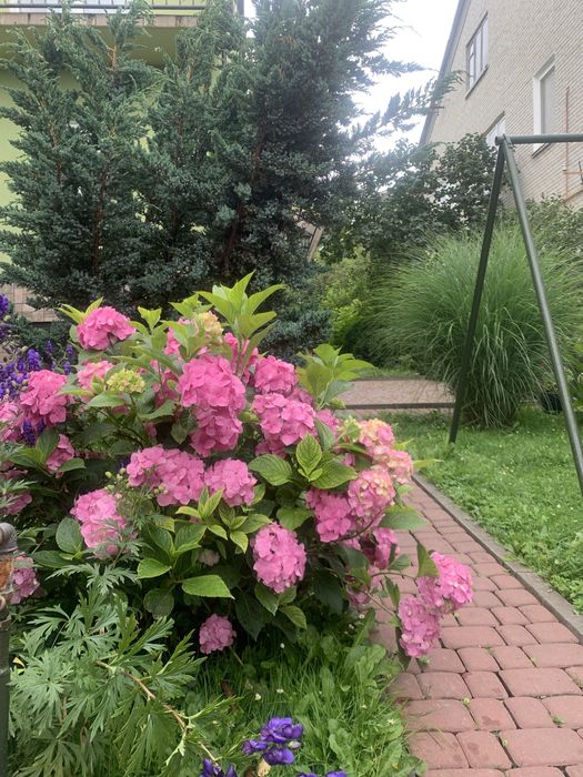 Міскантус; хоста; іриси; кали; клематис; гортензії; пеннісетуми