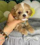 Śliczny Chłopczyk Maltipoo gotowy do odbioru