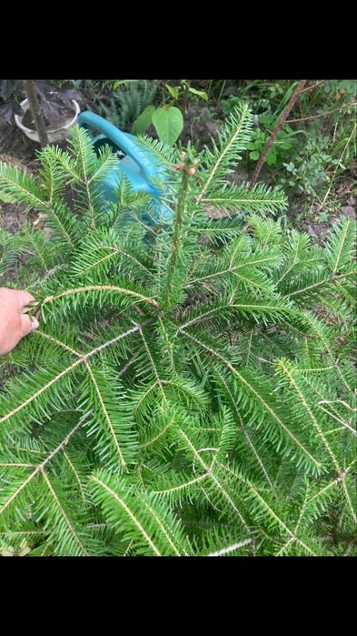 Продаю молодые деревья катальпы