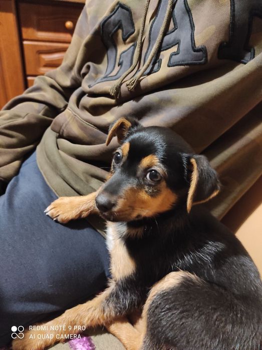 Цуценя дівчинка в добрі руки.