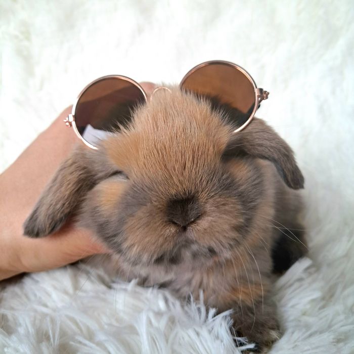 Króliki mini lop królik mini lop z dokumentacją