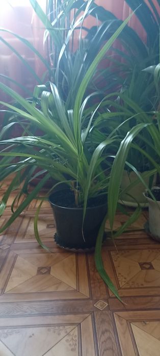 Продам! Фінікову пальму, та панданус