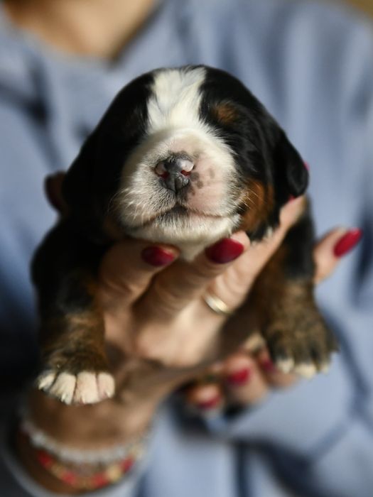 Berneński Pies Pasterski suczka FCI Warszawa