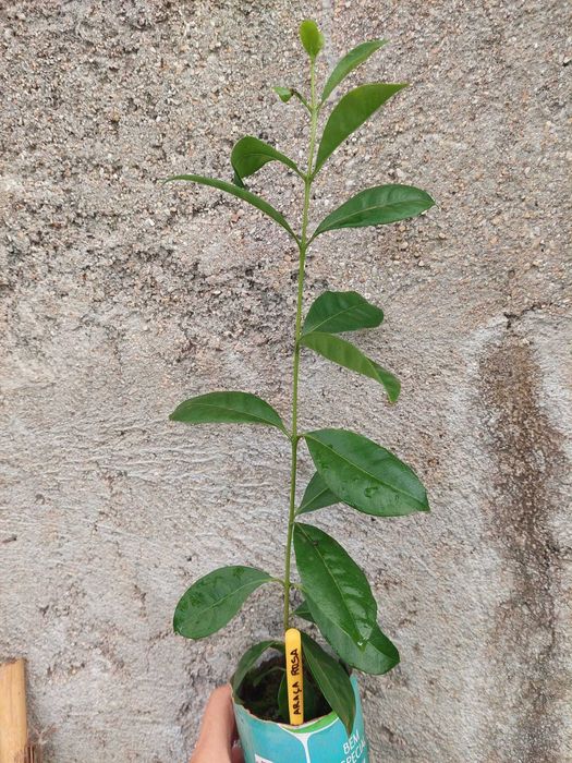 Araça Rosa - Psidium Cattleyanum var. rosa