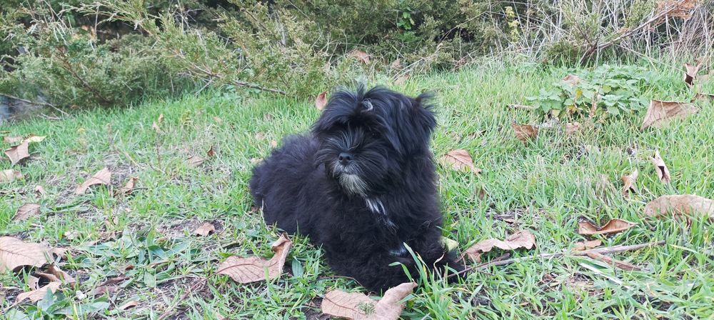 Мальчик мальтипу