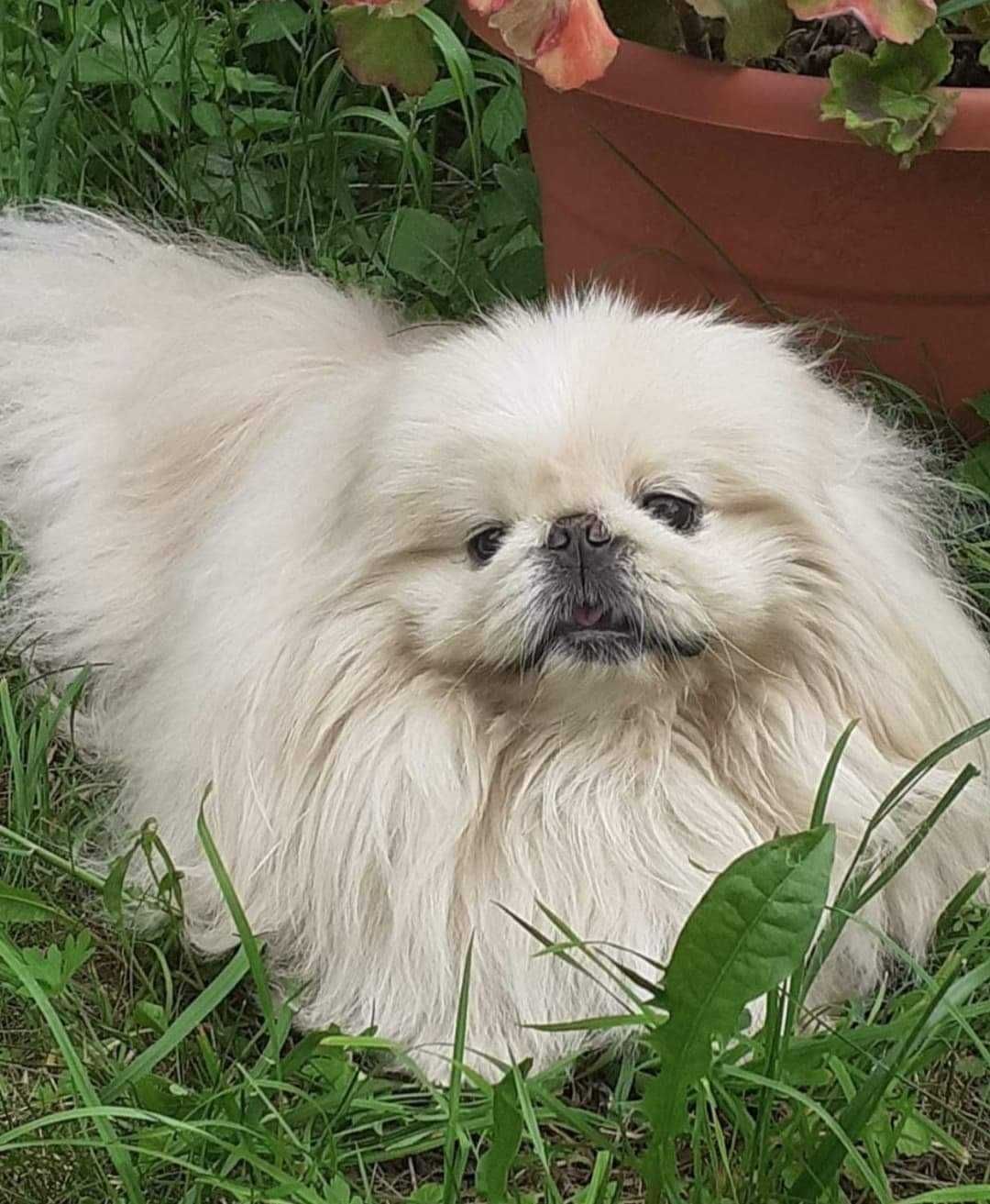 В'язка (королівський пікінес )