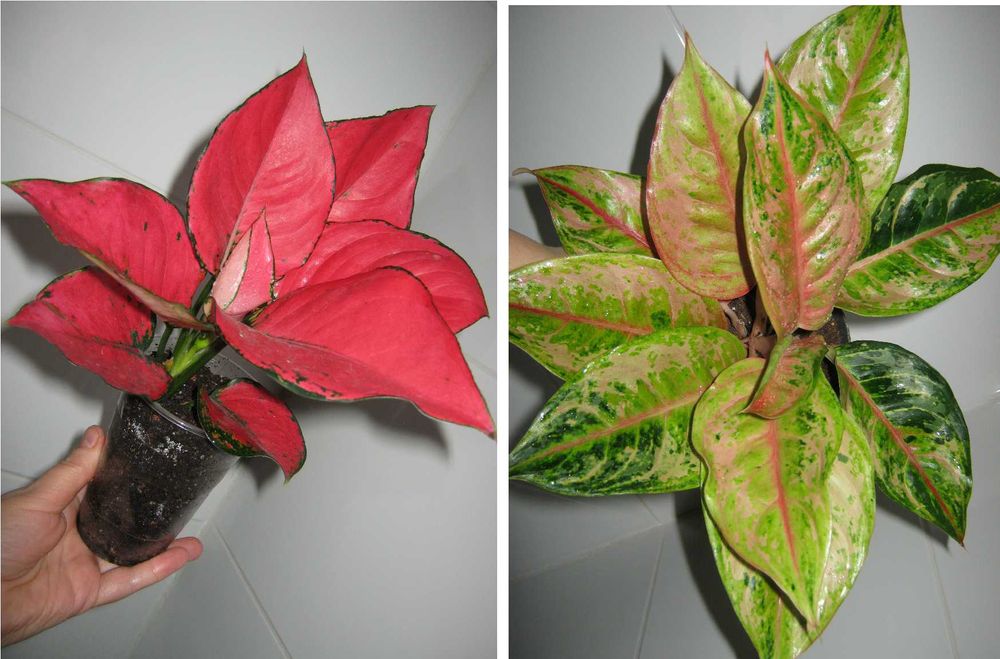 аглаонема филодендрон алоказия домашние декоративно лиственные цветы