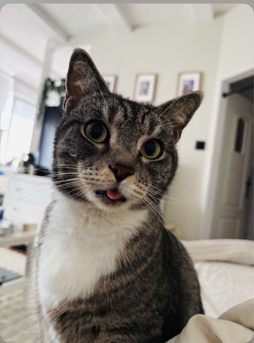 oddam dwa koty do kochajacego domu