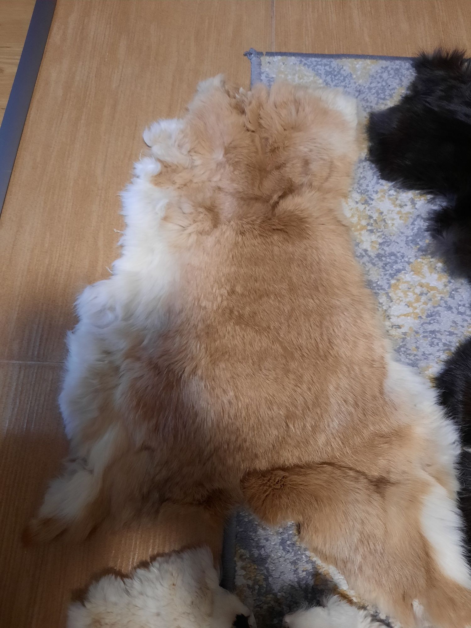 Skórki z królików 5 sztuk.