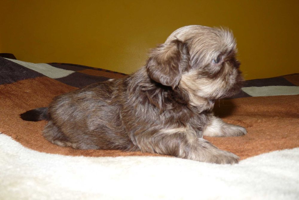 Shih Tzu, piesek Grafi do odbioru od 18 października.