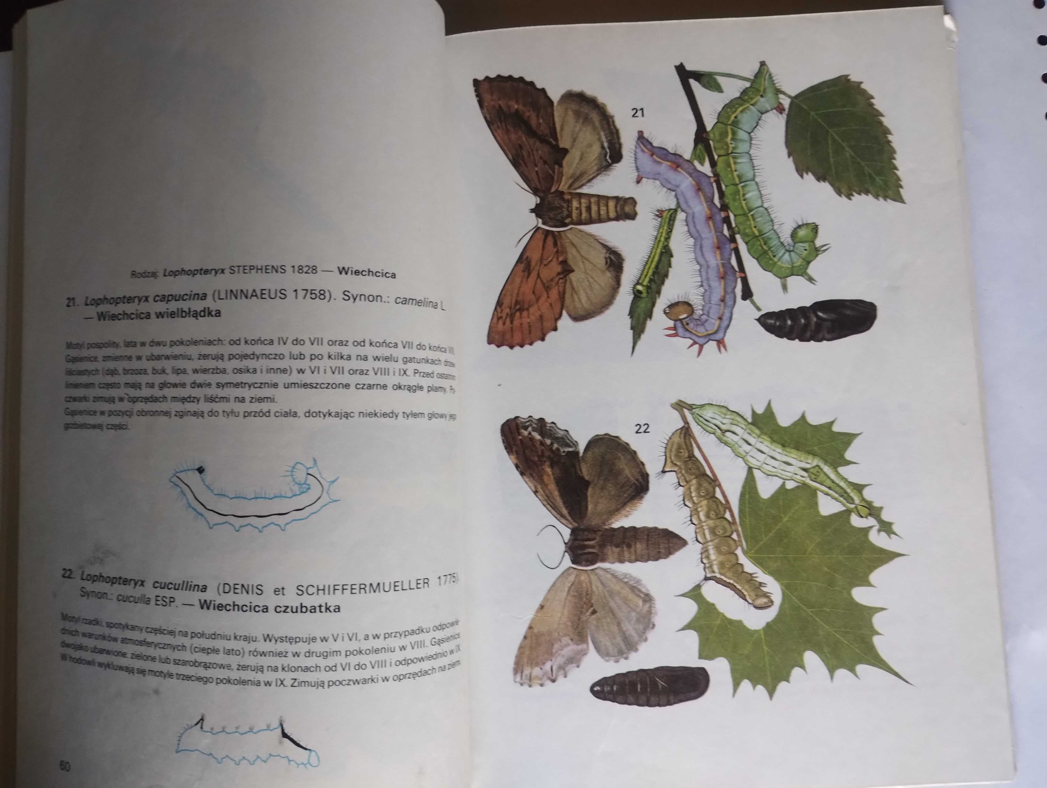 Motyle Polski Atlas. Część pierwsza