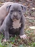 American Bully śliczna suczka