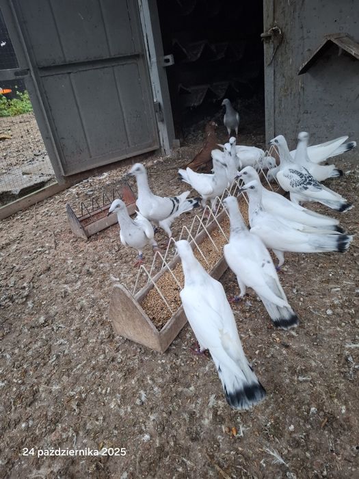 Srebrniaki składowe jasne