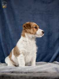 Jack Russell Terrier ZKwP FCI piesek w.szorstki