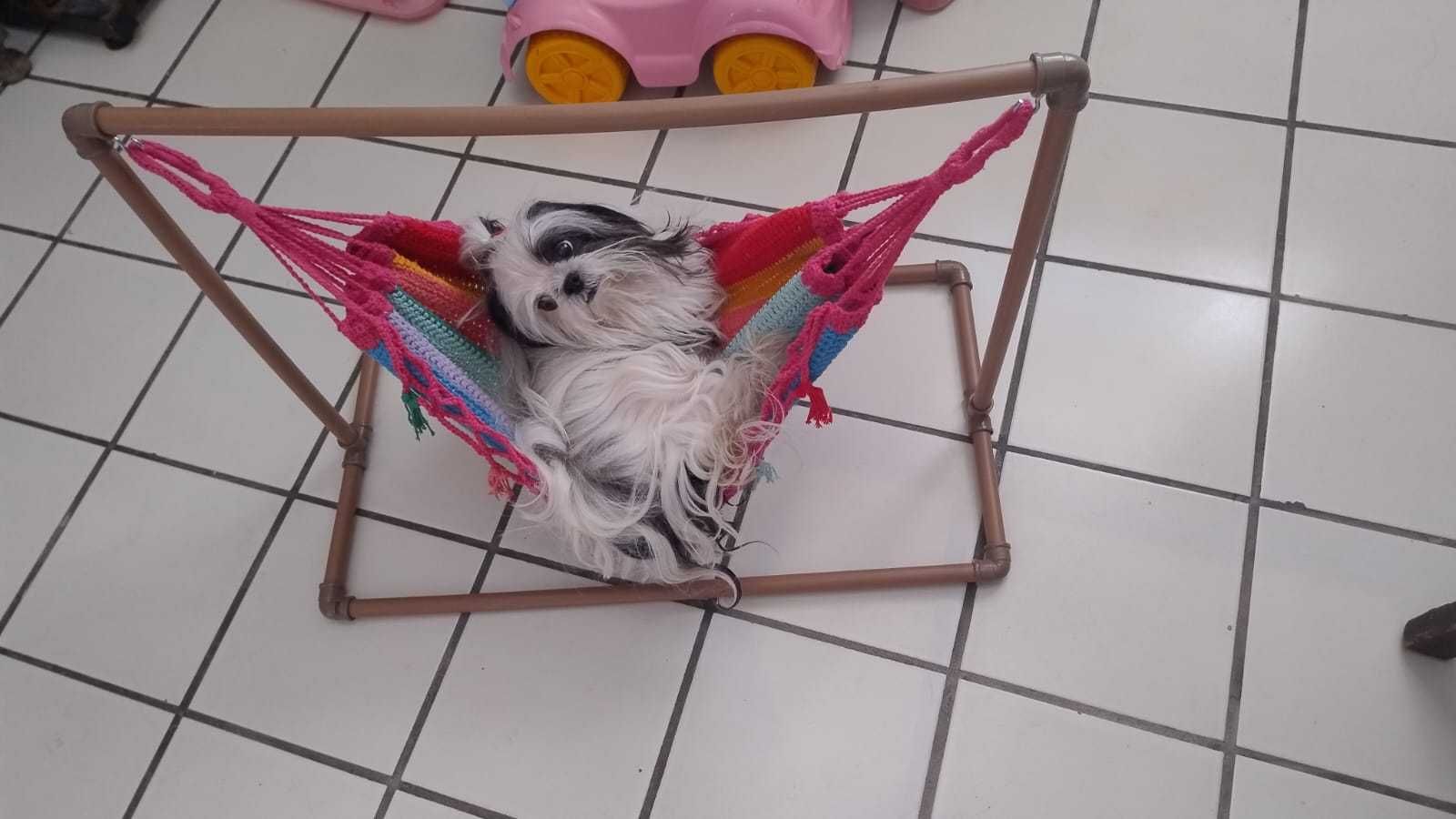 Pet Sitter e Passeios com muito carinho