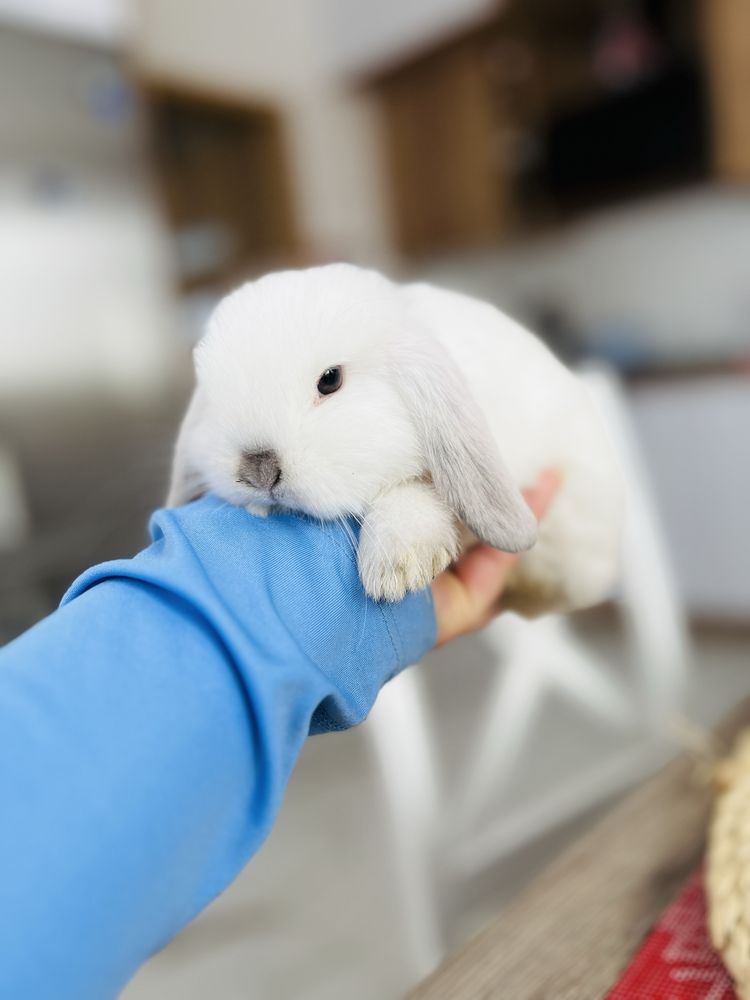 Mini lop - zarejestrowana hodowla królików rasowych (miniaturka)