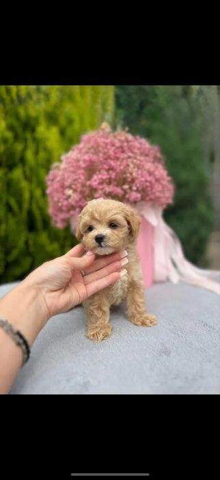 Новорічні Мальтипу мальтіпу х л о пці