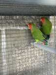 Casais reprodutores Agapornis