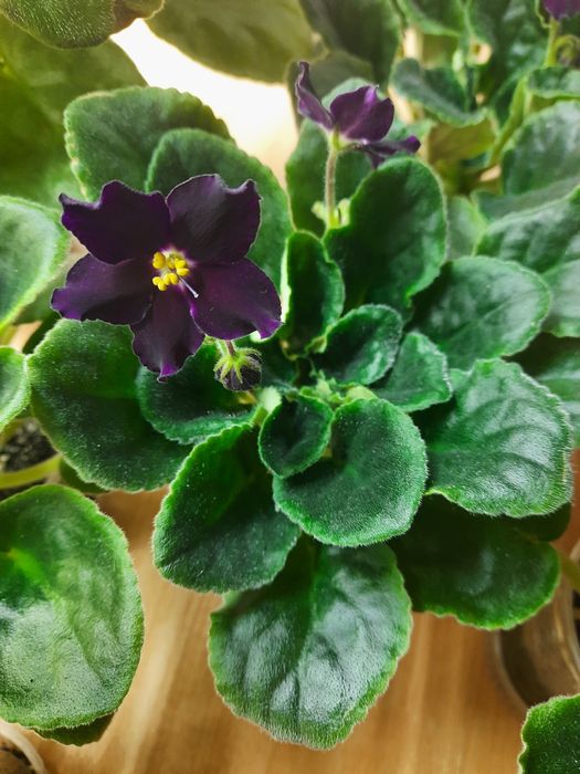 Продам фіалки сортові