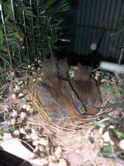 Casal de cardinalitos