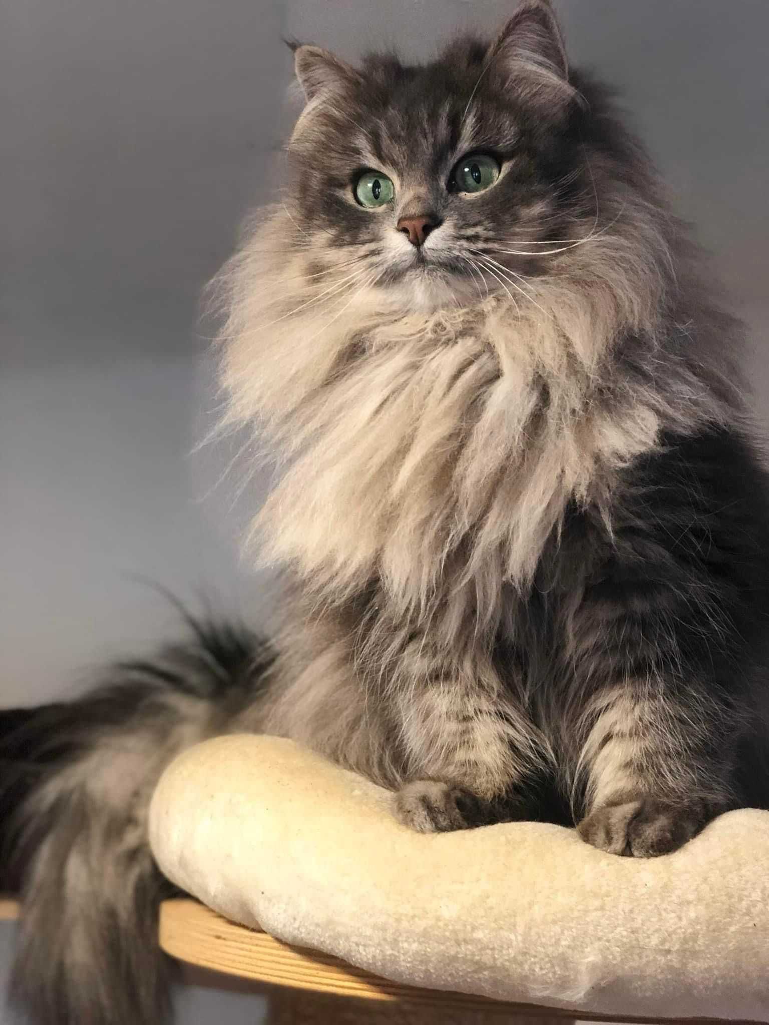 Gatinho Siberiano Macho - Hypoalergénico - Raro em Portugal