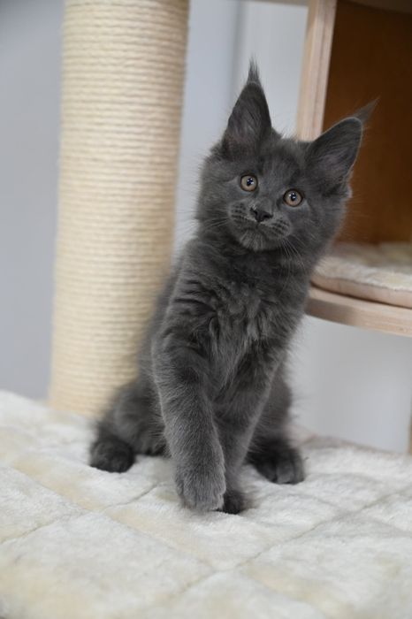 Piękna kotka Holly Maine Coon