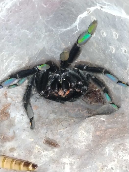 Mała wyprzedaż hodowli