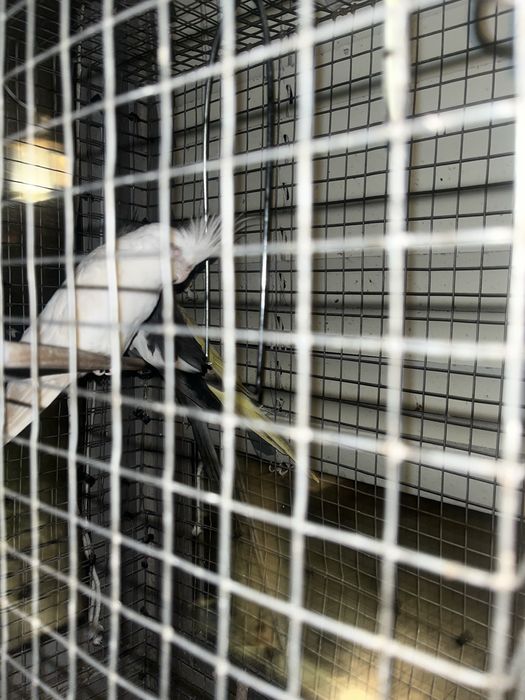 periquitos 4 3 cokateil