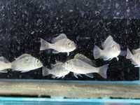 Geophagus sp.   'Red Head Tapajos'