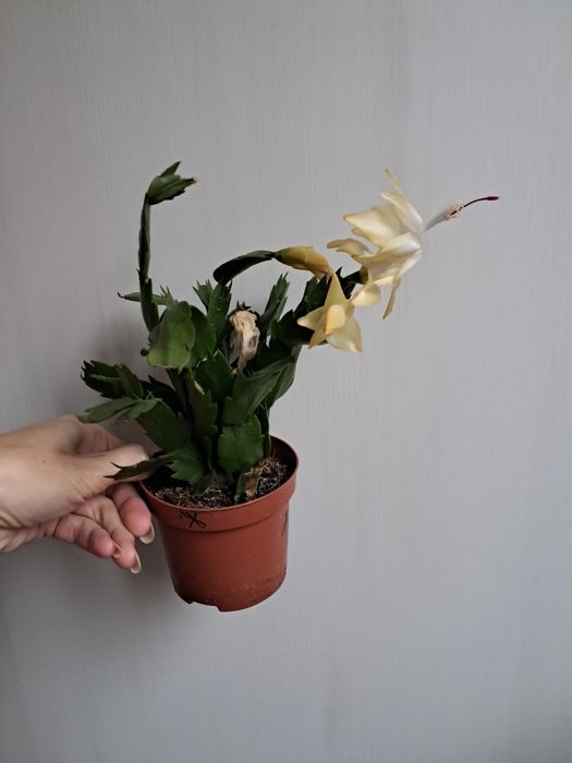 Шлюмбергери жовті відцвіташки