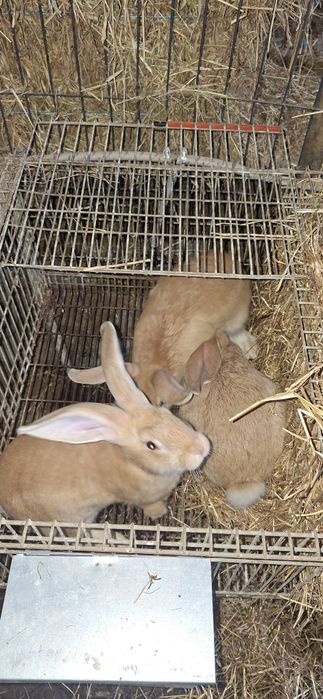 Coelhos femeas e machos