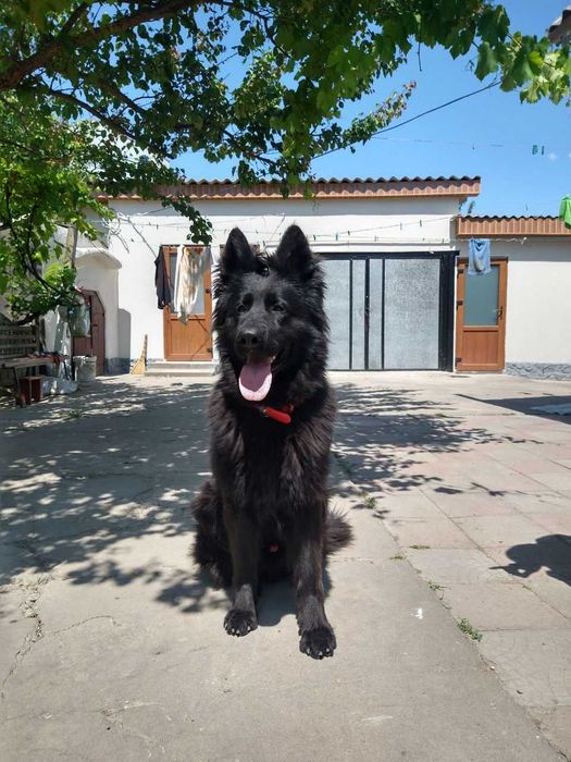 В'язка,злучка (Німецька вівчарка)