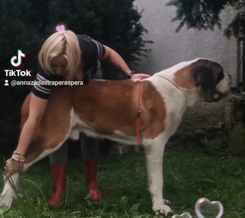 Bernardyn krótkowłosy pies. Pilne!