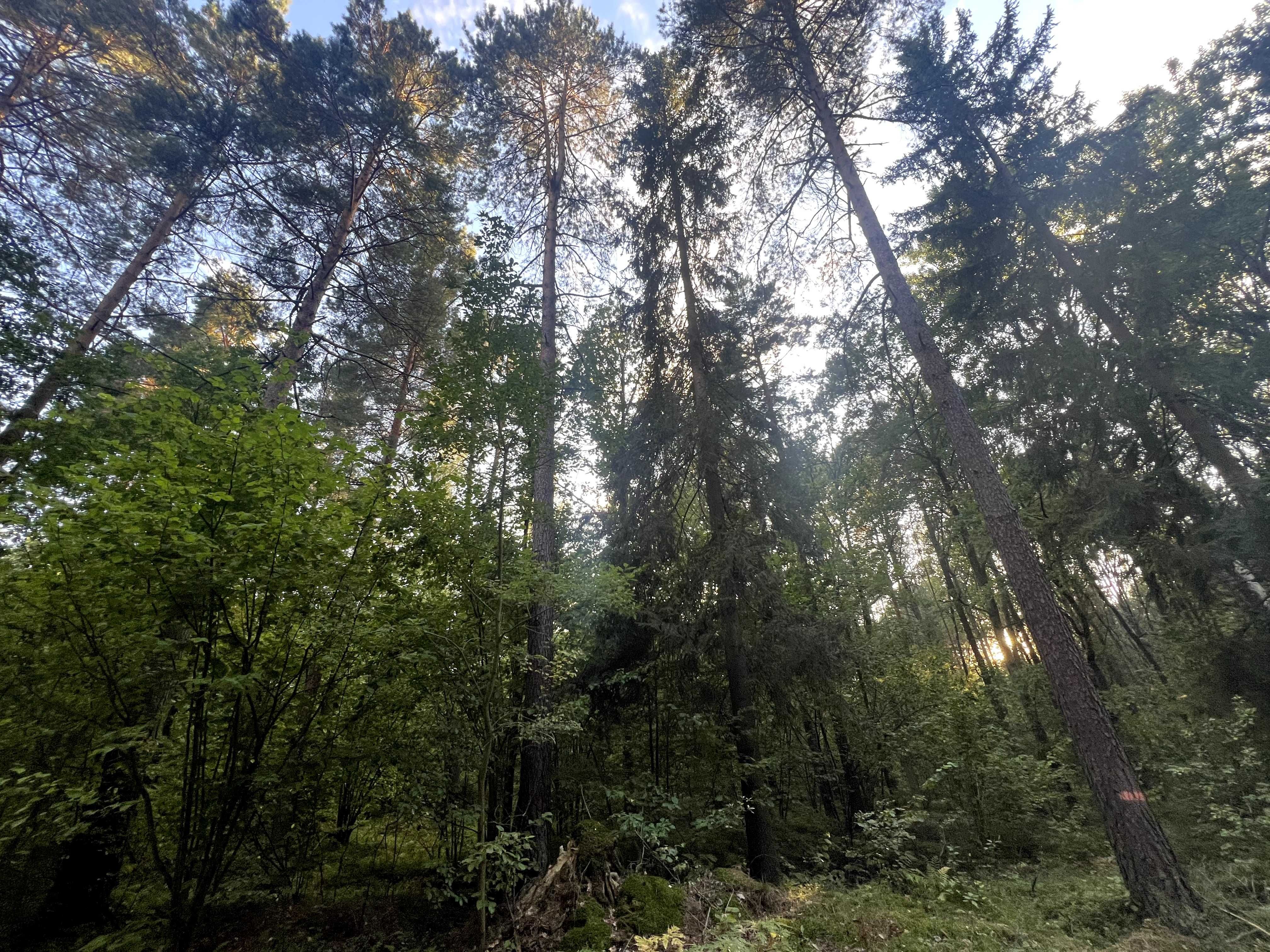 Las 1,7 ha przy S19 – Wiercień Duży gm Siemiatycze.