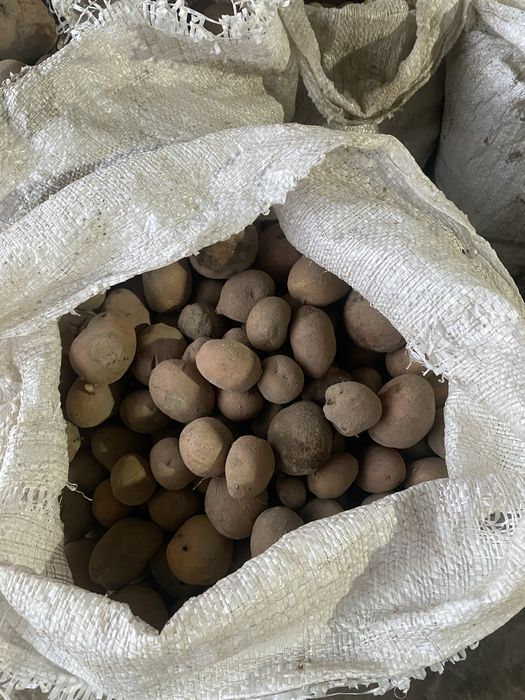 Дрібна картопля, домашня