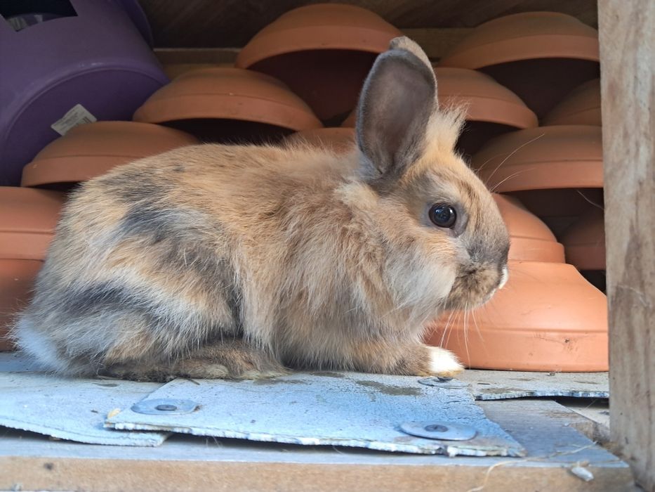 króliki miniaturki gotowe do odbioru