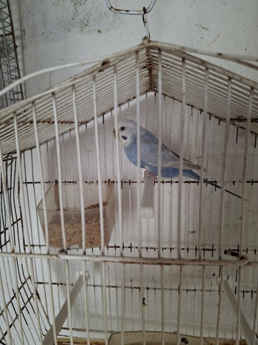 Aves de bico curvo