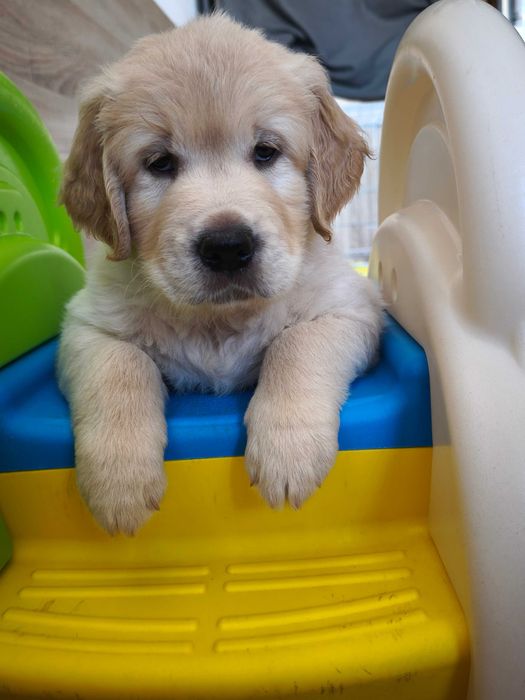 Золотисті ретривери у пошуку найкращих сімей