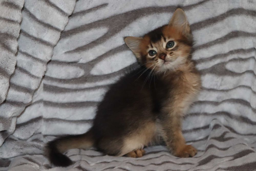 Сомали девочка, сомалийский котенок